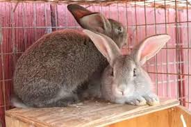 These babies will be ready to leave for there forever homes from 4th august. Flemish Giant Rabbits For Sale 9 Weeks Old Each For Sale In Vandalia Michigan Classified Americanlisted Com
