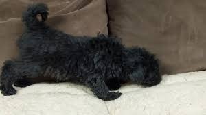 Maybe you would like to learn more about one of these? Max Mini Black Labradoodle Youtube
