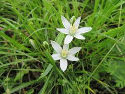 Image result for Ornithogalum flexuosum