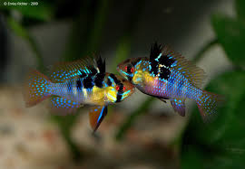 M Ramirezi Is Also Known By The Names Ramirez Dwarf Cichlid And Butterfly Cichlid And Is Among The More Widely Avail Aquarium Fish Cichlids Tropical Fish Su nombre científico es «microgeophagus ramirezi» con subvariedades como «paplilochromis ramirezi» y «apistogramma ramirezi» en cualquier caso, trataremos los tipos que nos interesan algo. pinterest