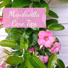 Check spelling or type a new query. Mandevilla Vine How To Grow Colorful Mandevilla In Your Garden