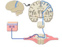With the many animations, getbodysmart.com really bring the. Nervous System Organization