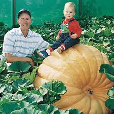 Image result for giant pumpkin