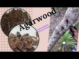 Abstract 'agarwood' or 'eaglewood' ('aguru' in bengali) is the most expensive wood in the world, which is an occasional product of a few genera of aquilaria and gyrinops in the plant family thymelaeaceae. Eleshapgb5cn M