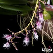Image result for Bulbophyllum saltatorium