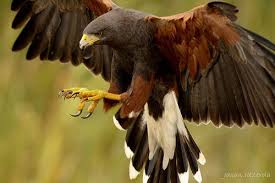 Harris Hawk Harris Hawk Birds Of Prey Raptors Bird