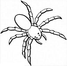 The color variation in different spiders will allow your kid to experiment with numerous vibrant shades. 28 Spider Coloring Pages Ideas Coloring Pages Spider Coloring Pictures
