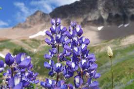 Image result for Oxyanthus latifolius