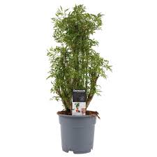 Image result for Polyscias kivuensis