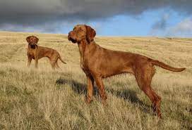 Long hair men continue to look fashionable and trendy. 15 Interesting Wirehaired Vizsla Dog Care Facts