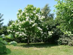 Giardini di piante spinose dai fiori profumati luoghi con fiori spinosi: Albero Con Fiori Profumatissimi Albero Con Fiori Gialli Attira Gli Impollinatori Con Le Fioriture Ricche Di