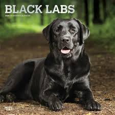 Black Labs 2020 Calendar Black Labrador Retriever Black Labs Dogs Black Labrador