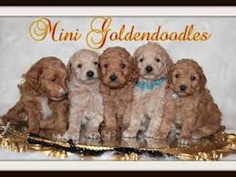 Goldendoodles have the disposition of a golden retriever without the shedding!! Goldendoodle Treasures Goldendoodle Goldendoodle Puppies Dog Goldendoodle Dogs Puppies