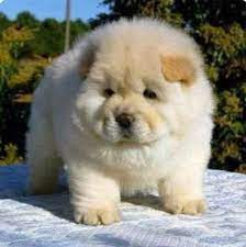 2,668 free images of small dog. 20 Cute Little Dogs And Puppies Steemkr