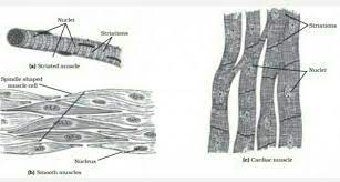 Learn how your gut contracts! Draw Well Labelled Diagram Of Various Types Of Muscles Present In Human Body Brainly In