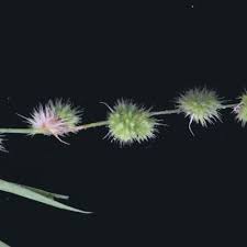 Image result for Elytrophorus globularis