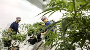 Canopy growth corporation employee reviews. Canopy Growth Earnings When Will The Weed Drinks Arrive Marketwatch