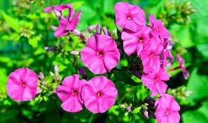 We also work directly with hotels all over the uk and provide a bespoke service with a large range of vases not. Alan Titchmarsh Tips On Growing Phlox In Your Garden Express Co Uk