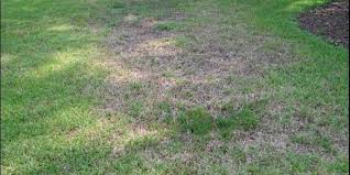 If your lawn has experienced brown patch damage in the past, you can apply a preventative fungicide product at about or before conditions are right for this disease to develop, which is prolonged heat and humidity. Brown Patch Treatment Identification Nutri Green