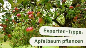 Verschiedene apfelsorten haben auch verschiedene erntezeitpunkte. Apfelbaum Pflanzen Unsere Experten Tipps Anleitung Youtube