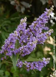 Image result for Vitex franceseana
