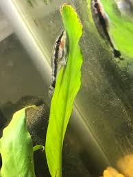 Check spelling or type a new query. Otocinclus Healthy Or Not Aquariums