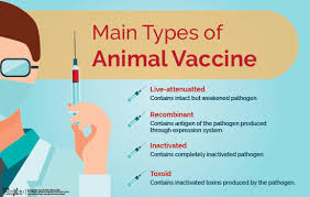 Vaccination and medication program for chicken. Livestock Poultry Vaccine Types Esco Vaccixcell
