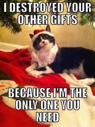 30 Funny Animal Christmas Quotes Funny Quotes Funny Animals Funny Cats Christmas Cats Funny Cat Pictures