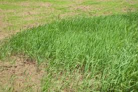 Image result for Oryza longistaminata
