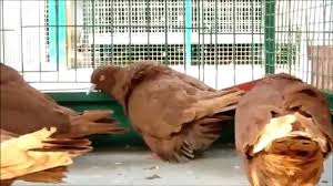 French Mondain Fancy Pigeon Video Dailymotion