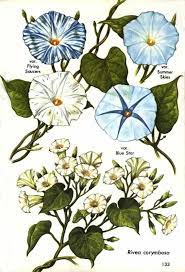 Erowid Online Books Golden Guide Hallucinogenic Plants Pg 131 140 Plant Art Plant Illustration Botanical Drawings