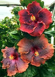 Hibiscus flowers when temperatures are between 60 and 90°f. Hidden Valley Hibiscus Exotic Tropical Hibiscus Hybrids