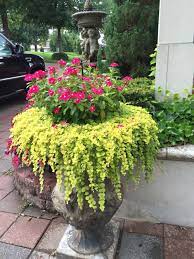 Vinca And Creeping Jenny Make A Beautiful Combination Plants Diy Backyard Landscaping Container Gardening Flowers