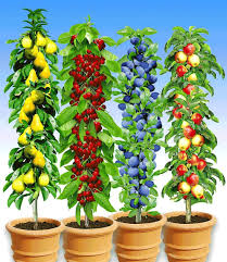 Saulen Obst Kollektion 4 Pflanzen Jetzt Gunstig In Ihrem Mein Schoner Garten Gartencenter Schnell Und Bequem Online Bestel Pflanzen Baume Pflanzen Baumgarten