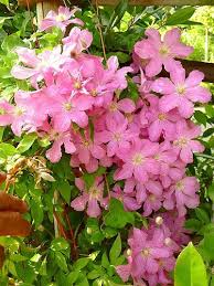 Plant database entry for clematis 'comtesse de bouchaud' with 46 images and 39 data details. Clematis Hybride Comtesse Du Bouchaud