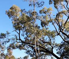 Image result for Eucalyptus sp.