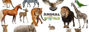 Animals World Home Facebook