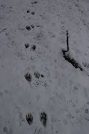 Raccoon Tracks In The Snow Snow Animals Animal Footprints North American Animals