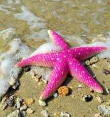 Spectacular Find On The Beach Pink Animals Starfish Sea Creatures