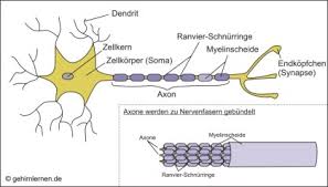 Bevor wir die funktion der nervenzellen näher kennen lernen ist es wichtig, den begriff nervenzelle (neuron) zu definieren und die teile zu erklären, aus denen sie besteht. Gehirn Und Lernen Die Einzelne Nervenzelle Und Wie Sie Mit Anderen Kommuniziert