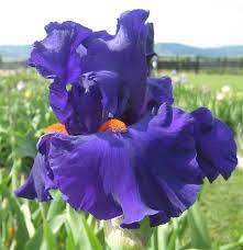 Paul Black Iris Bearded Iris Flowers