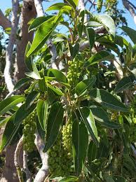 Image result for Phytolacca dioica