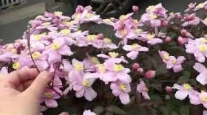 From may until june it blooms and produces masses of gorgeous pale pink flowers. Clematis Montana Mayleen 2019 Youtube