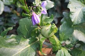 Image result for Solanum macrocarpon