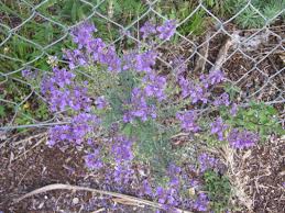 Learn more about these weeds and how to treat them! Wildflowers The Trees Flowers Of Whangarei