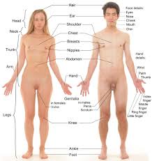 We hope you learned something new. Human Anatomy