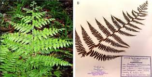 Image result for Microlepia speluncae