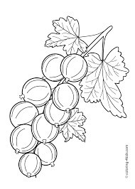Gooseberry Fruits And Berries Coloring Pages For Kids Printable Free Fruit Coloring Pages Flower Drawing Coloring Pages For Kids
