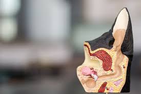 Image result for mold in the ear dog