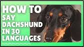 Learn how to say dachshund in english. How To Say Dachshund Youtube